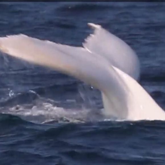 Meet your Posher, Gina - Picture 1 of 1